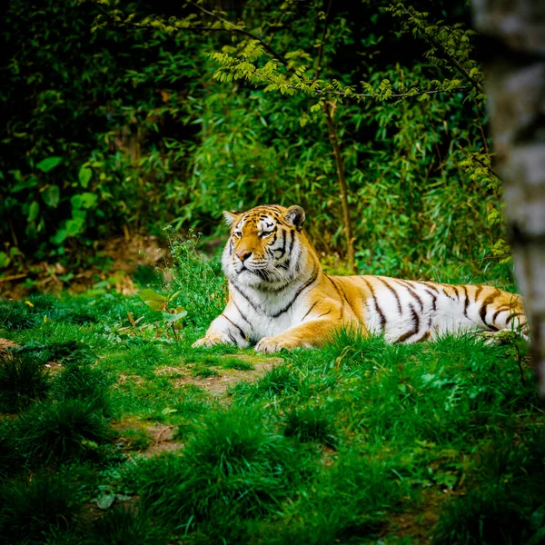 Tigre Que Estabelece Grama Verde — Fotografia de Stock