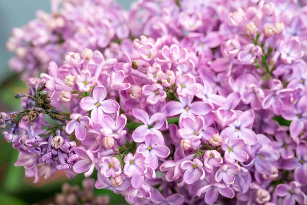 Voorjaarsbloesem Bloeiende Lila Struik Met Zachte Kleine Bloem — Stockfoto