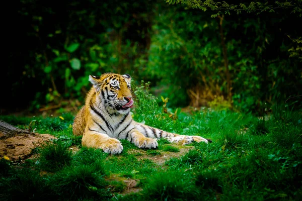 Tigre Acostado Sobre Hierba Verde —  Fotos de Stock