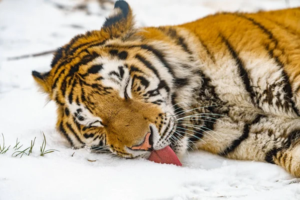 Kaplan Karda Yatıyor Karda Güzel Vahşi Sibirya Kaplanı Telifsiz Stok Imajlar