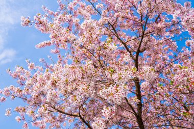 Çiçek açan ağaç ve güneş ışığıyla güzel bir doğa sahnesi. Bahar arkaplanı