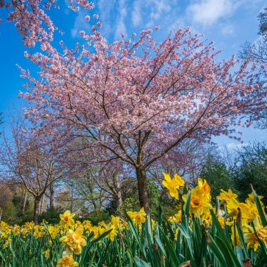 Çiçek açan ağaç ve güneş ışığıyla güzel bir doğa sahnesi. Bahar arkaplanı