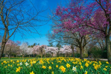 Güzel bir açık hava manzarası. Bahar manzarası