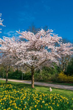Güzel bir açık hava manzarası. Bahar manzarası