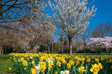 Güzel bir açık hava manzarası. Bahar manzarası