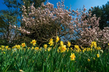Baharda Kiraz Bahçesi manzarası. Bahçe güneşli bahar gününde çiçek açıyor.