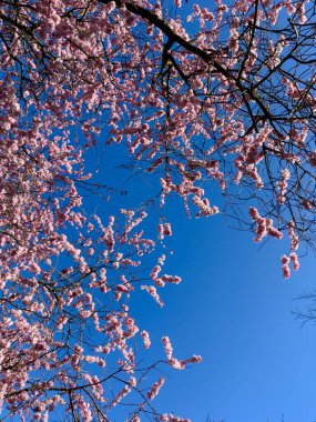  Parktaki güzel sakura ağacı 