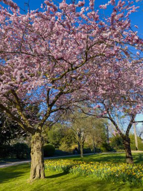  Parktaki güzel sakura ağacı 