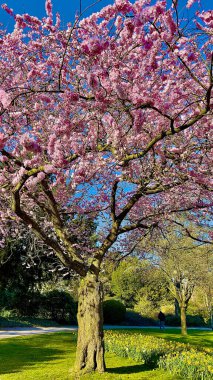  Parktaki güzel sakura ağacı 