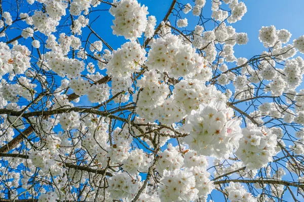 Białe Różowe Kwiaty Piękna Scena Przyrodnicza Kwitnącym Drzewem Wiosenne Kwiaty — Zdjęcie stockowe