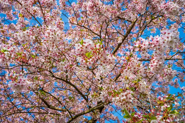 Сцена Природы Цветущим Деревом Вспышкой Солнца Весенний Фон — стоковое фото