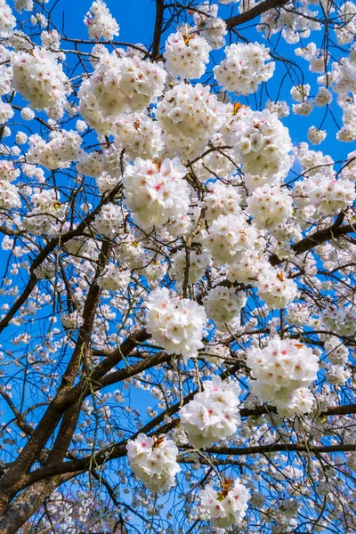 Belle Scène Nature Avec Arbre Fleurs Éruption Solaire Fonds Printanier — Photo