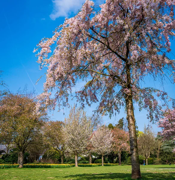 Hermosa Escena Naturaleza Con Árbol Flor Llamarada Del Sol Fondo —  Fotos de Stock