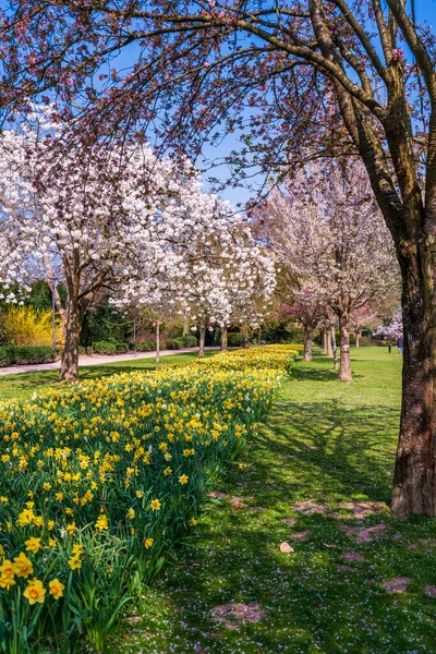 Belle Scène Nature Avec Arbre Fleurs Éruption Solaire Fonds Printanier — Photo