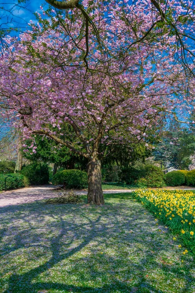 Bellissimo Paesaggio Esterno Paesaggio Primavera — Foto Stock