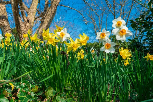 Daffodils Blue Sky Easter Background Fresh Spring Flowers Yellow Narcissuses — Stock Photo, Image