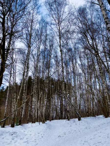 Зимний Пейзаж Снежными Березами Парке — стоковое фото