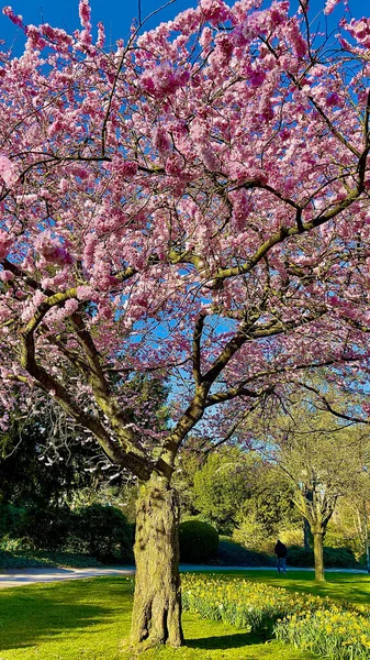Όμορφο Δέντρο Sakura Στο Πάρκο — Φωτογραφία Αρχείου