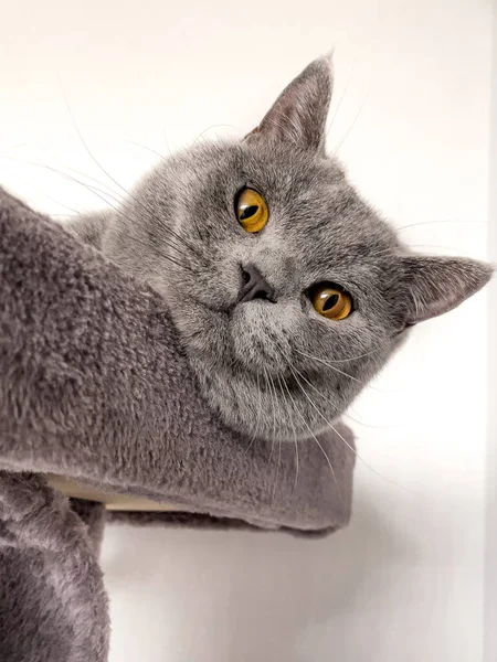 Britânico Shorthair Gato Deitado Mesa — Fotografia de Stock