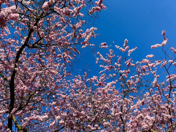 Красиве Дерево Сакури Парку — стокове фото