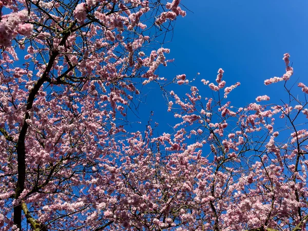 Krásný Sakura Strom Parku — Stock fotografie