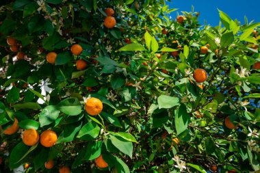  Mavi gökyüzü karşı ağaçta olgunlaşma clementines. Mandalina ağacı. Portakal narenciye ağacı üzerinde 