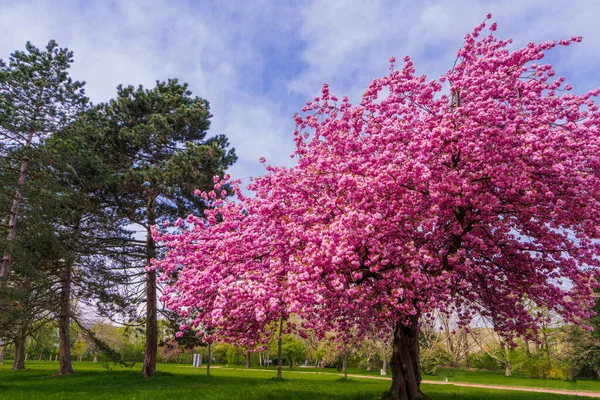 Japońska Sakura Wiśniowa Różowymi Kwiatami Wiosną Zielonej Łące Kwitnące Drzewo — Zdjęcie stockowe