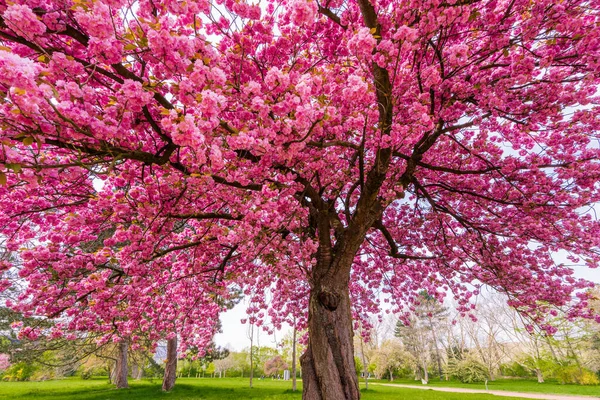 Japanese Cherry Sakura Pink Flowers Spring Time Green Meadow Blossoming — Stock Fotó