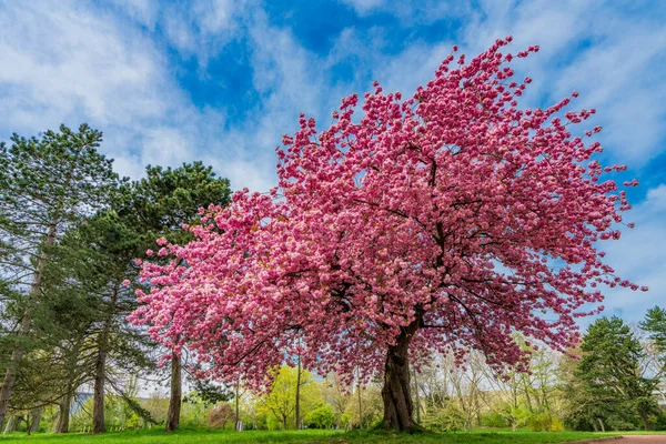 日本樱桃树 春天的时候 在绿色的草地上 开着粉红色的花 绿地上的樱桃树枝繁叶茂 — 图库照片
