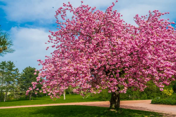 Japanese Cherry Sakura Pink Flowers Spring Time Green Meadow Blossoming — Fotografia de Stock