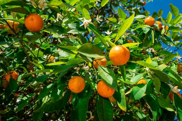 Clementines Ripening Tree Blue Sky Tangerine Tree Oranges Citrus Tree — Stock Photo, Image