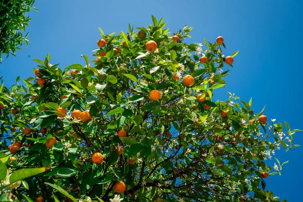Klementiner Mognar Trädet Mot Blå Himmel Tangerine Träd Apelsiner Citrus — Stockfoto