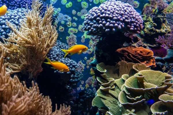 Peces Tropicales Agua Azul Con Arrecife Coral —  Fotos de Stock