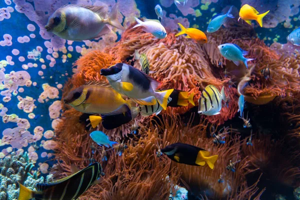 Escena Submarina Arrecife Coral Grupos Peces Aguas Cristalinas Del Océano —  Fotos de Stock