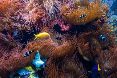 sualtı sahne. mercan, Balık grupları açık okyanus su