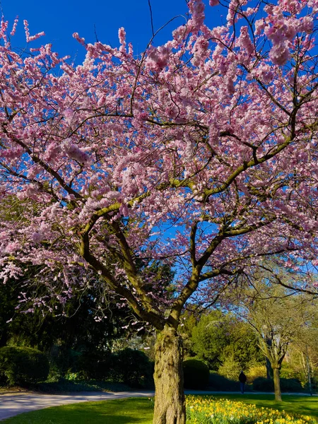  Parktaki güzel sakura ağacı 