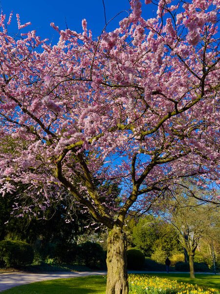  Beautiful sakura tree in the park 