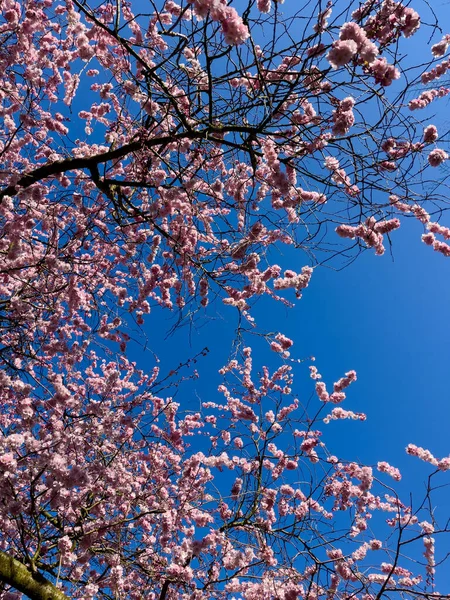 Piękne Drzewo Sakura Parku — Zdjęcie stockowe