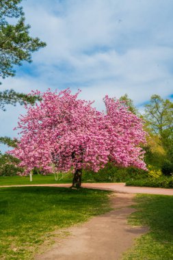 Baharda yeşil çayırda pembe çiçekli Japon kirazlı sakura. Yeşil bir tarlada çiçek açan kiraz ağacı
