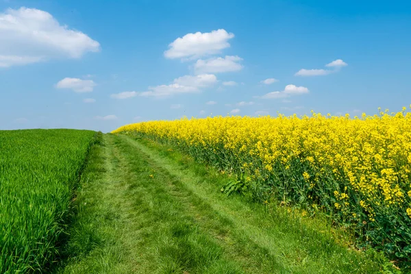 Сільський Пейзаж Канолами Зеленими Полями — стокове фото