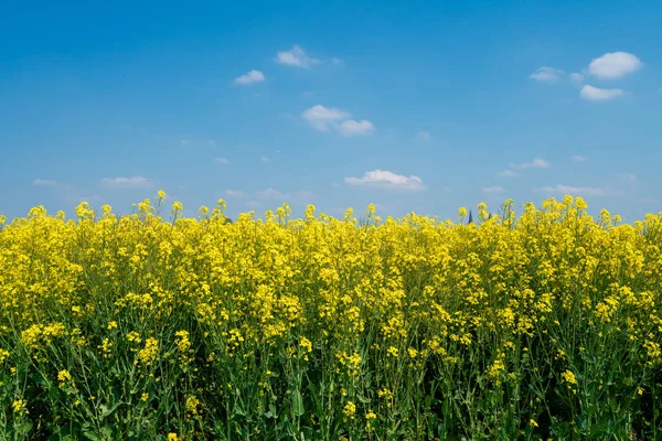 Yellow Rapeseed Field Flowering Farmland Countryside Spring Landscape Blue Sky — стоковое фото