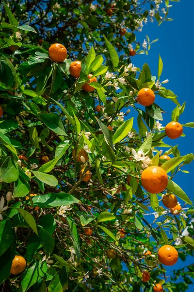 Klementiner Mognar Trädet Mot Blå Himmel Tangerine Träd Apelsiner Citrus — Stockfoto