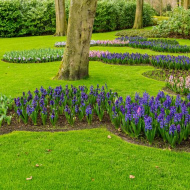 Resmi bahar bahçesi. Keukenhof Bahçelerinde Çiçek Yatağı