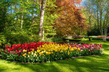 Çiçek açan Avrupa Bahçe, Keukenhof park. Hollanda