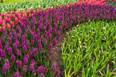 Renkli bahçe manzarası ve çimen