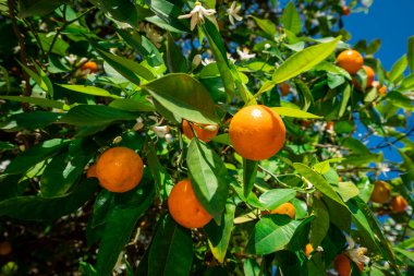  Mavi gökyüzü karşı ağaçta olgunlaşma clementines. Mandalina ağacı. Portakal narenciye ağacı üzerinde 