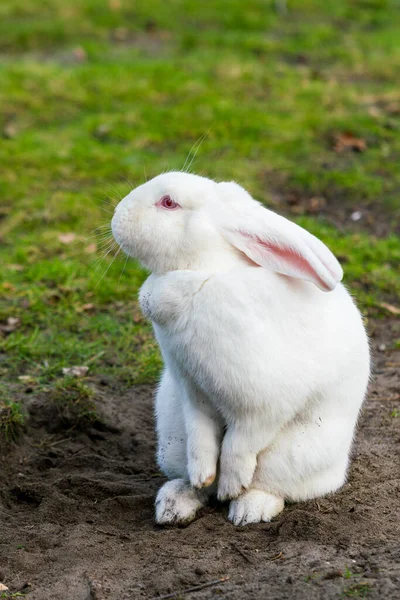 Lapin Blanc Lapin Sur Champ Herbeux — Photo