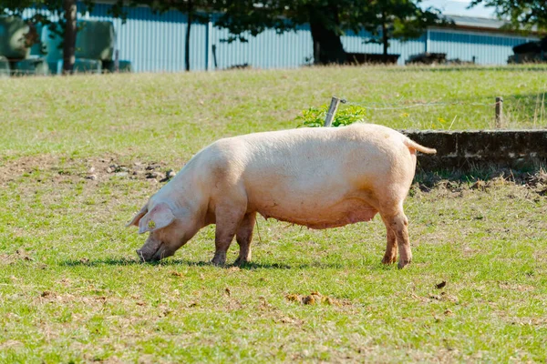 猪在外地 草地上的健康猪 — 图库照片