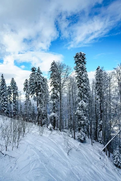 Panorama Inverno Floresta Montanhosa Com Abetos Cobertos Neve — Fotografia de Stock