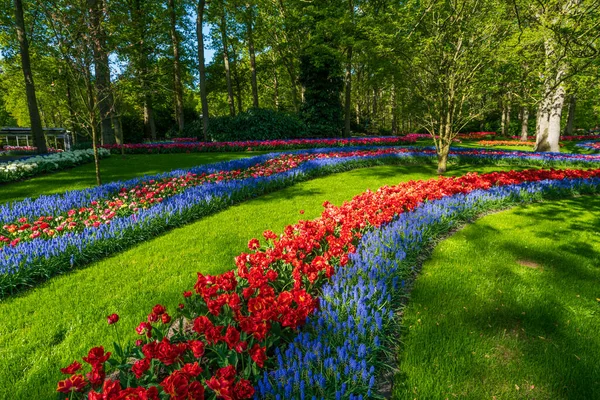 Parkta Renkli Bahar Çiçekleri Tarlada Lale Çiçekleri — Stok fotoğraf